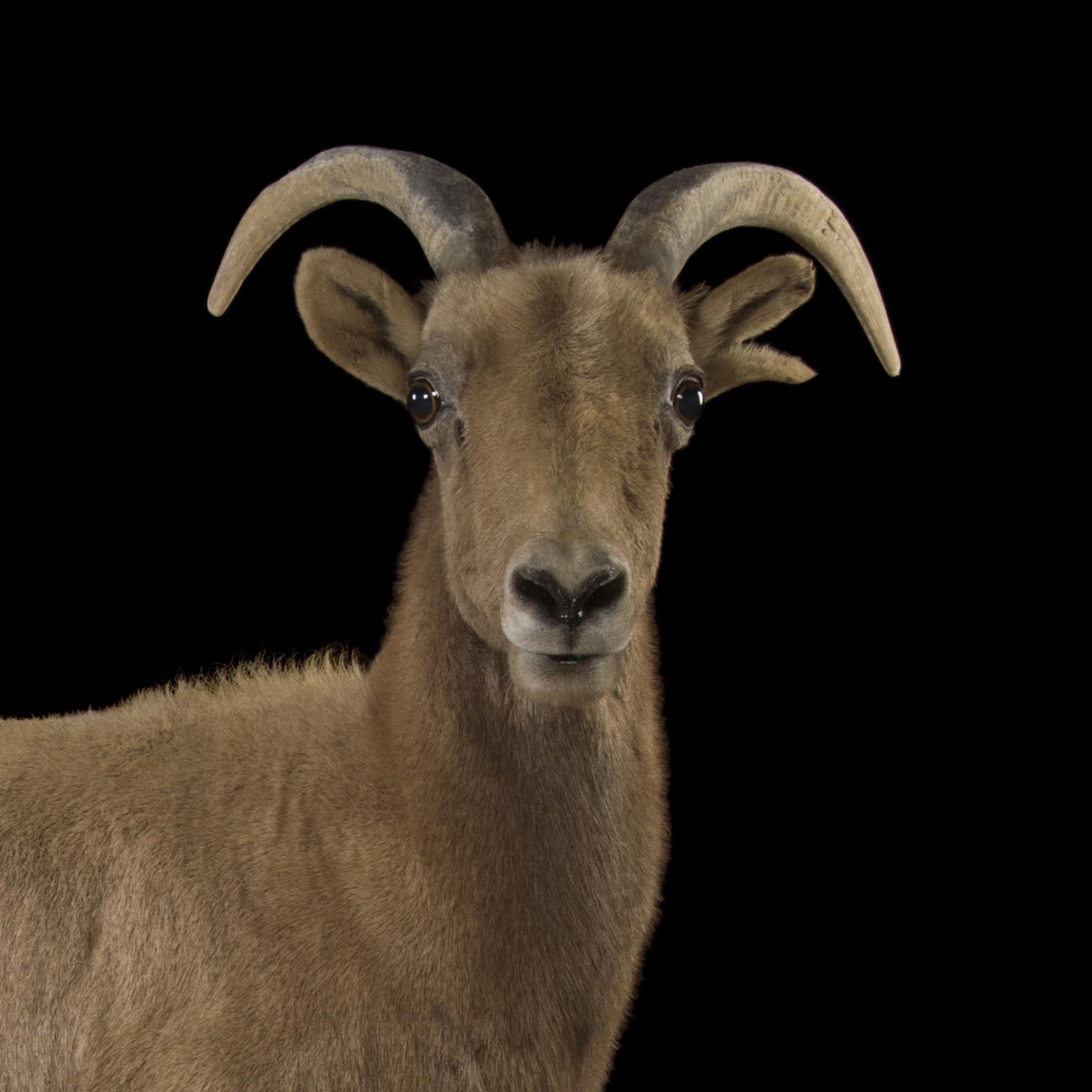 Horned Animal Logo - Bighorn Sheep | National Geographic