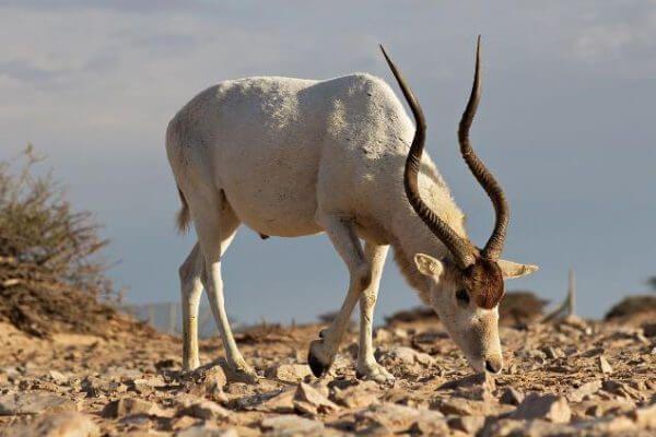 Horned Animal Logo - Magnificent Horned Animals in The World | Animal Kingdom | Animals ...