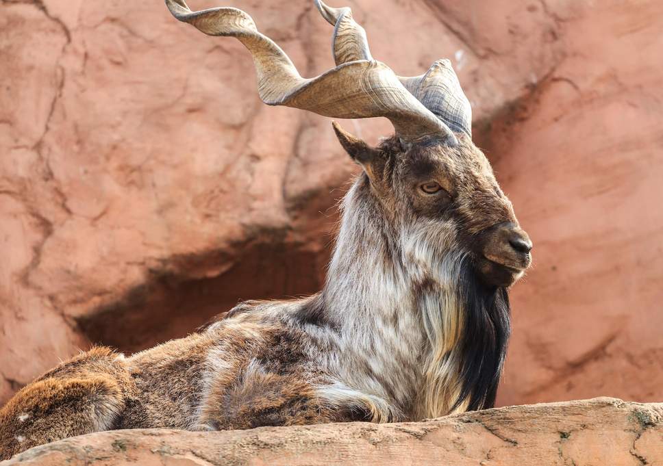 Horned Animal Logo - American hunter pays $100,000 to kill rare Himalayan 'screw-horned ...