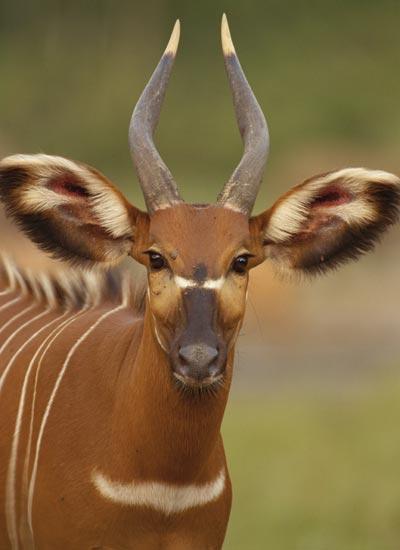 Horned Animal Logo - African Animal Pictures | HowStuffWorks