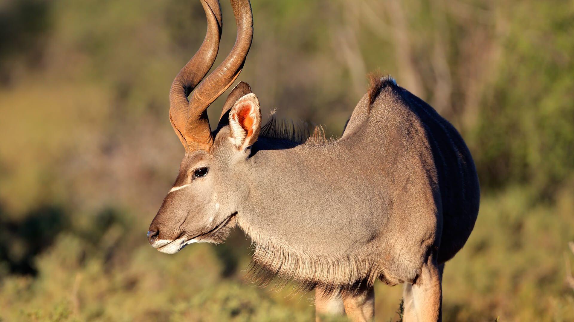 Horned Animal Logo - Spiral-horned Antelope | San Diego Zoo Animals & Plants