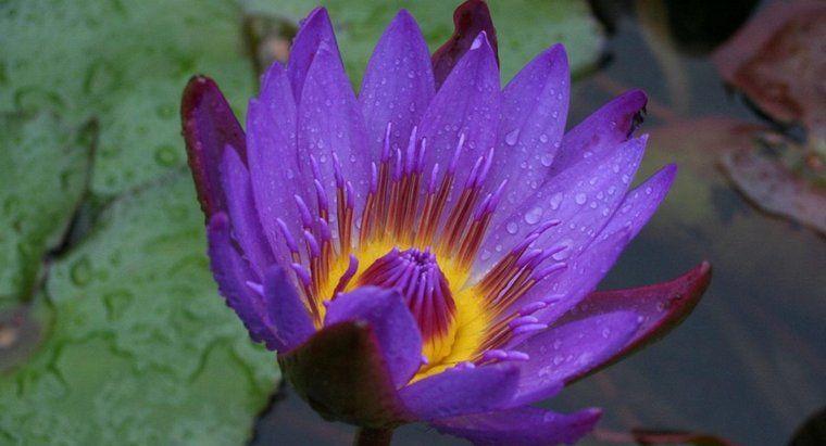 Black Lotus Flower Logo - What Is a Black Lotus Flower? | Reference.com