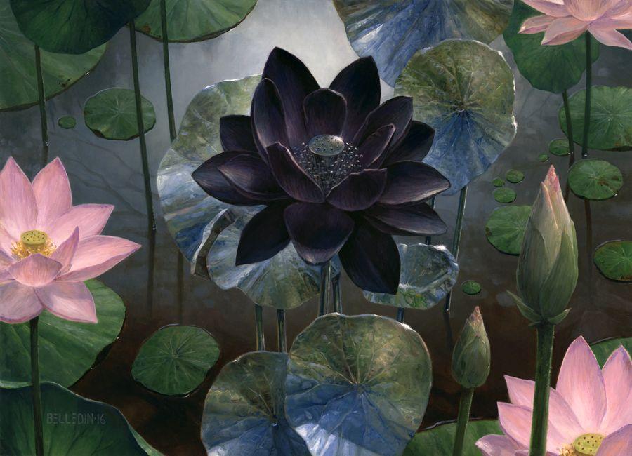 Black Lotus Flower Logo - Black Lotus — Steven Belledin Illustration