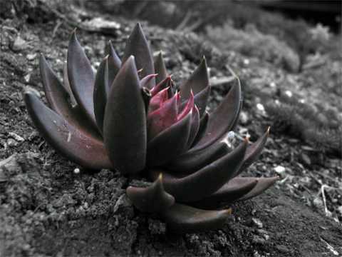 Black Lotus Flower Logo - Taajuus - Black Lotus - YouTube