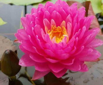 Black Lotus Flower Logo - High Sprouting Rate Black Lotus Seed Water Lily Seeds For Growing ...