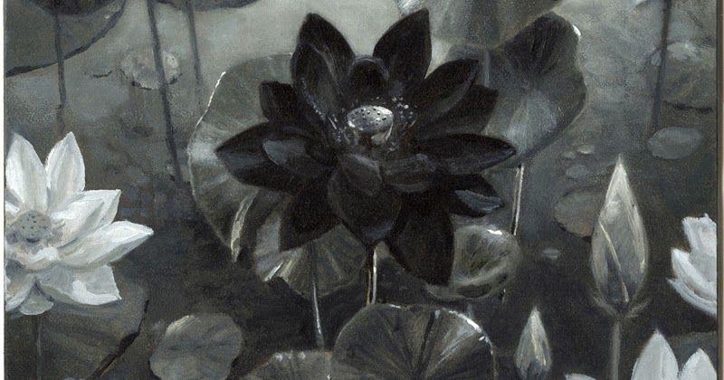 Black Lotus Flower Logo - Push And Pull: Black Lotus