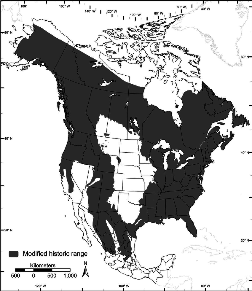 Black North America Logo - Historical range of black bears in North America from Pelton et al ...