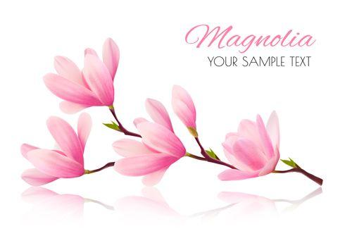 Magnolia Flower Logo - Pink magnolia flower background vector 01 free download