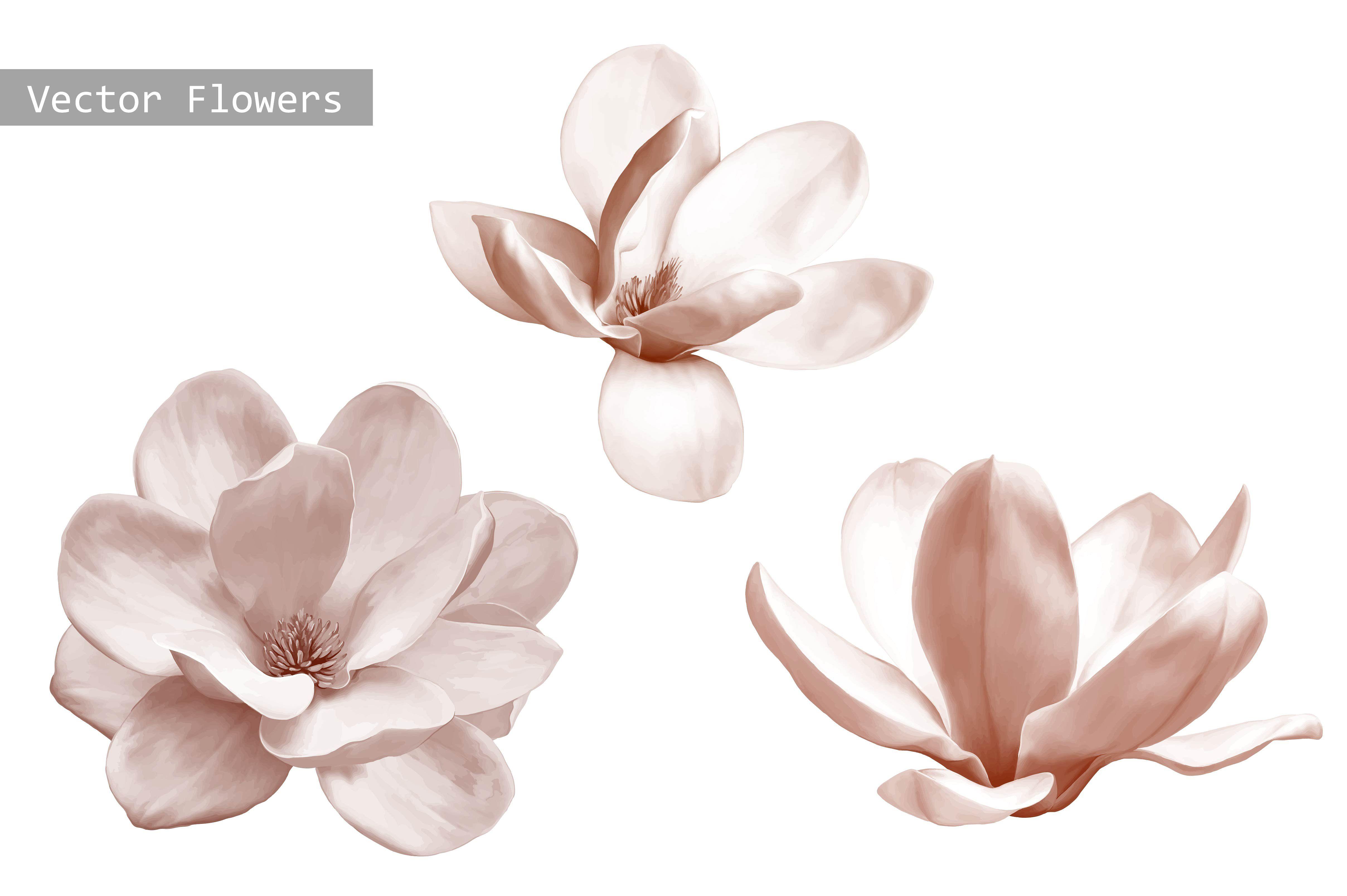 Magnolia Flower Logo - Set of Magnolia Flowers. Vector ~ Graphic Objects ~ Creative Market