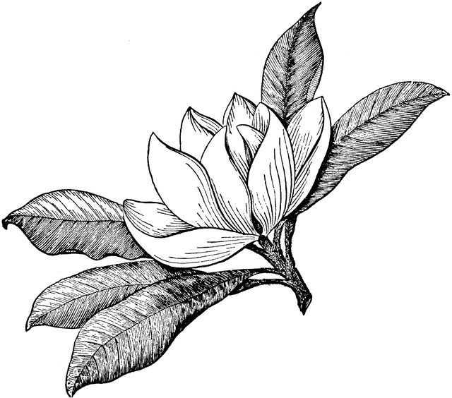 Magnolia Flower Logo - Magnolia Flower | ClipArt ETC