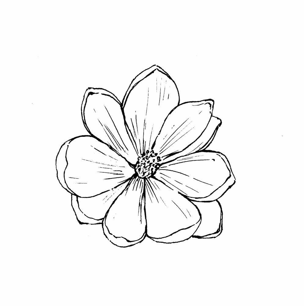 Magnolia Flower Logo - Magnolia Virginiana (sweet Bay): Go Botany
