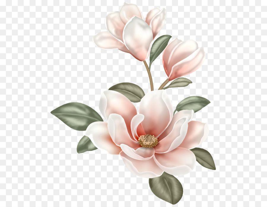 Magnolia Flower Logo - Magnolia Flower Painting Clip art - flower 580*700 transprent Png ...