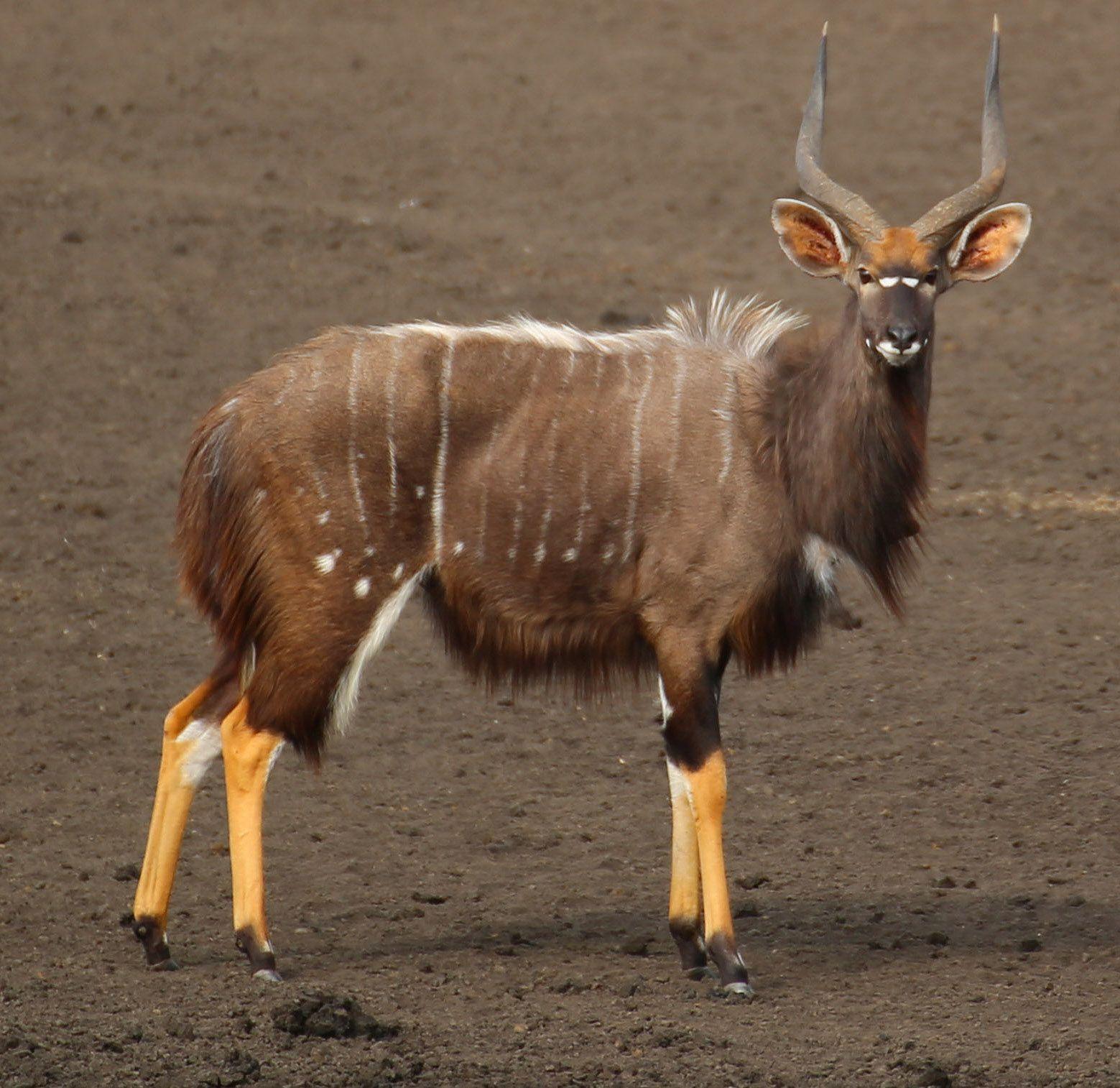 Horned Animal Logo - Nyala