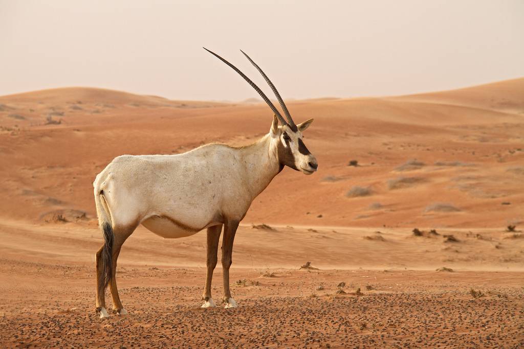 Horned Animal Logo - Israel's 10 most beautiful animals | From the Grapevine