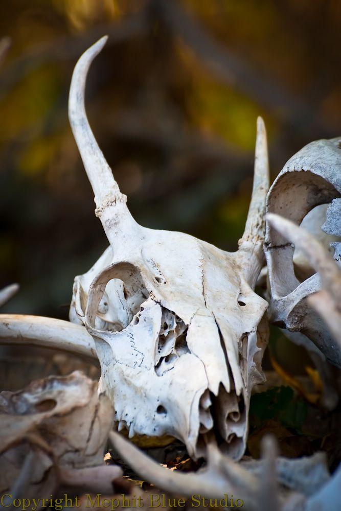 Horned Animal Logo - Animal skull with Autumn fire | A horned animal skull stands… | Flickr