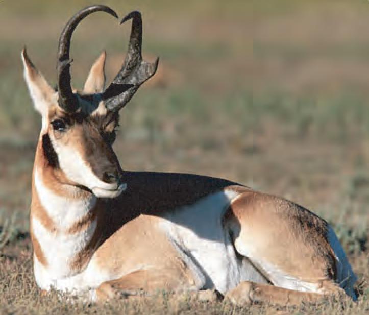 Horned Animal Logo - Animal Facts: Pronghorn | Canadian Geographic