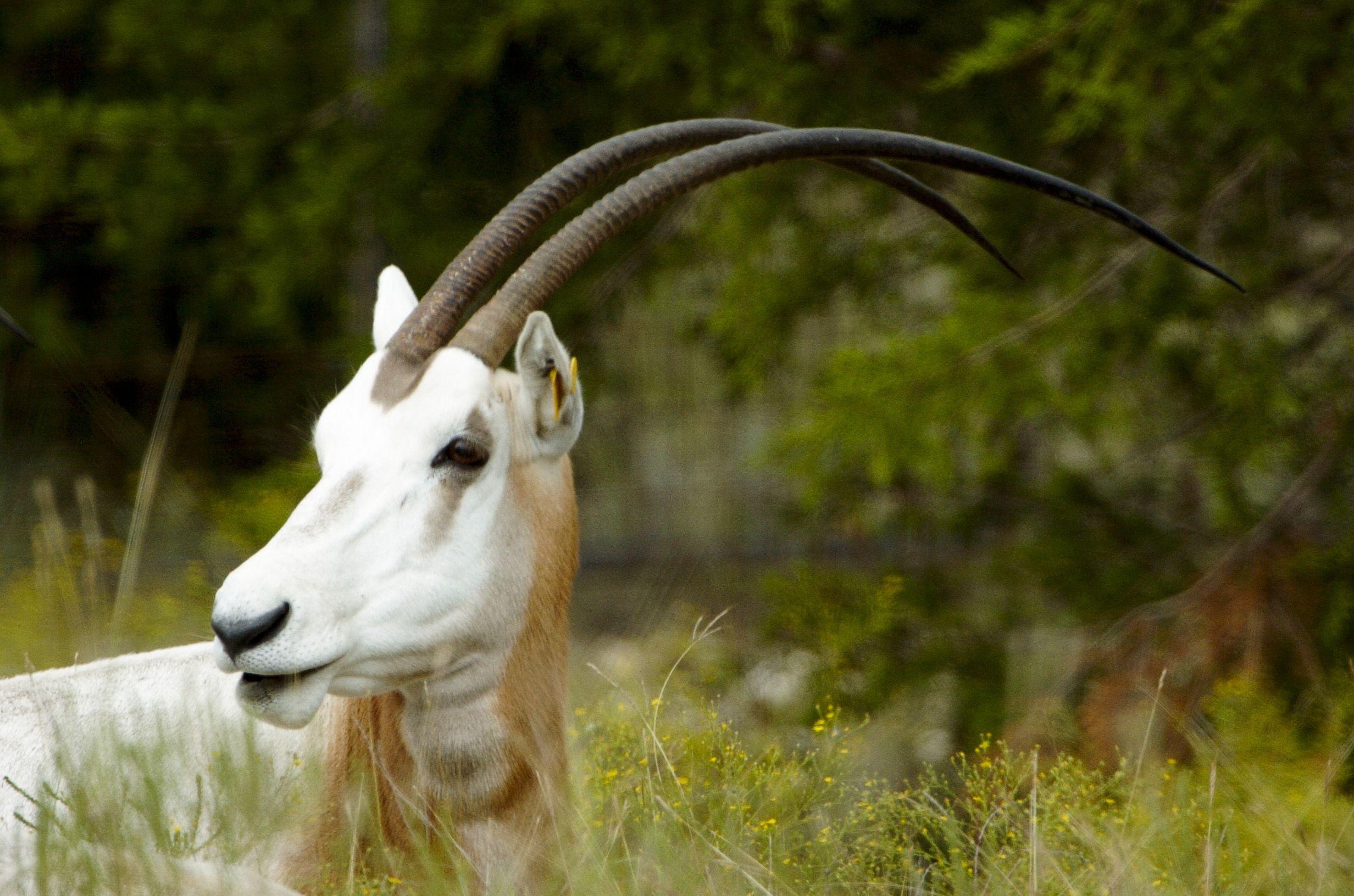 Horned Animal Logo - Antlers vs. Horns – Fossil Rim Wildlife Center