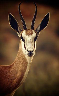 Horned Animal Logo - African Horned Animals | African Animals With Horns horned african ...