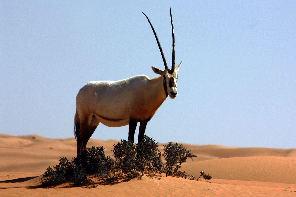 Horned Animal Logo - Arabian oryx