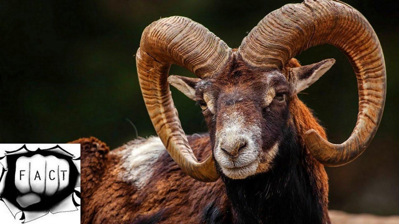 Horned Animal Logo - Top 10 Amazing Horns In The Animal Kingdom - YouTube