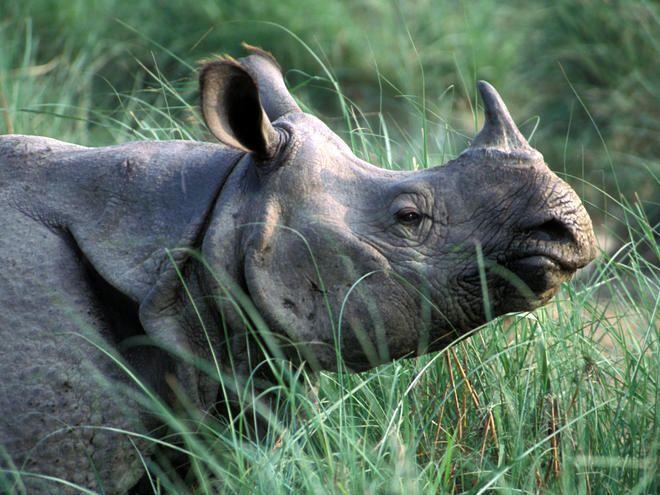 Horned Animal Logo - Greater One-Horned Rhino | Species | WWF