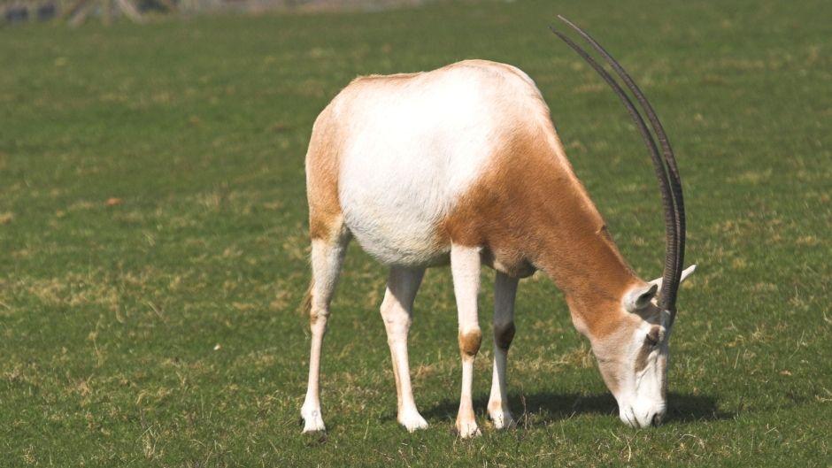 Horned Animal Logo - Scimitar-horned oryx information from Marwell The Zoo