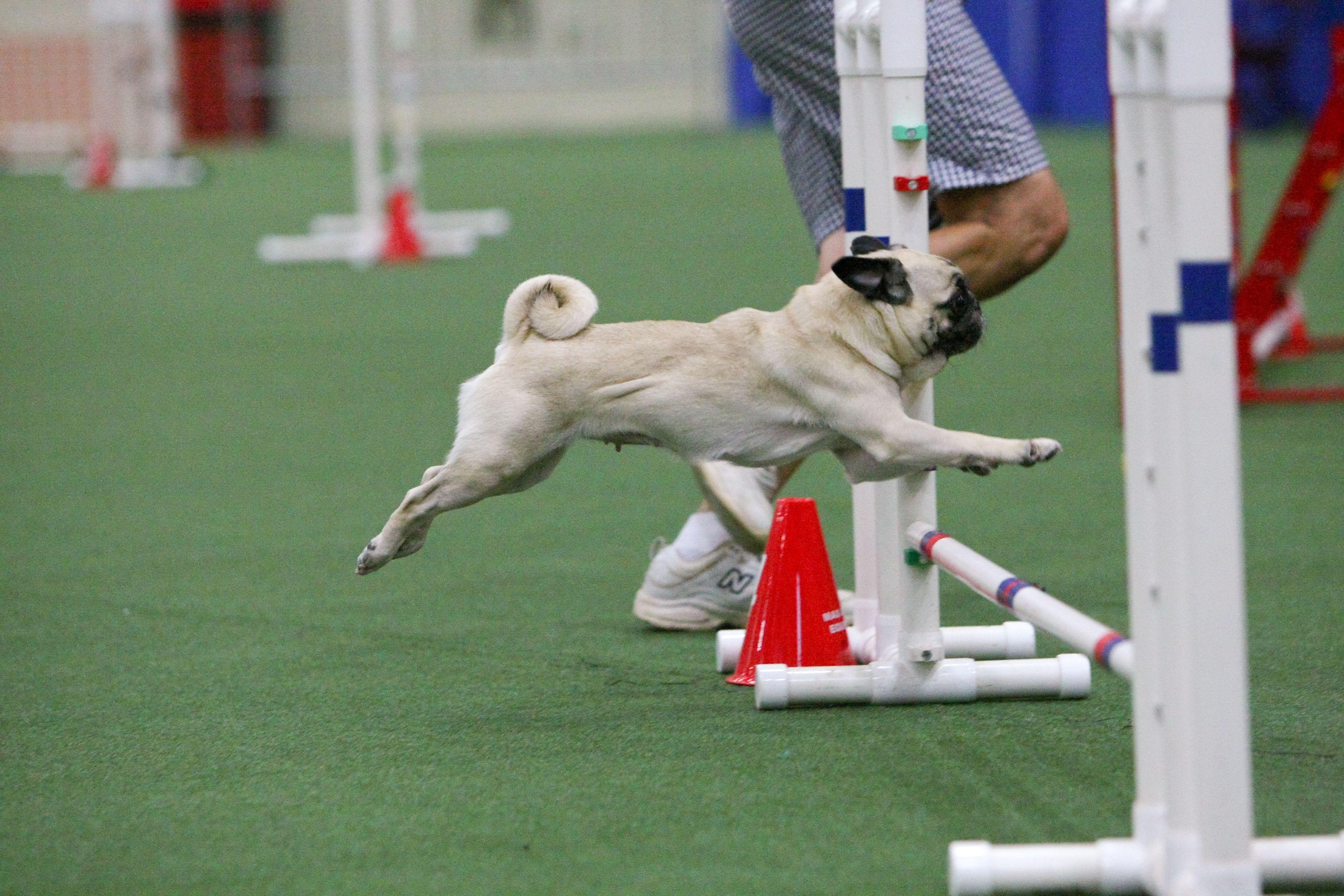 Pugs Sport Logo - Dog sports in Boulder County Daily Camera