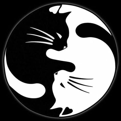 Yin Yang Black and White Box Logo - Yin Yang Cat Car Decal. DIY. Cats, Yin yang, Car decals