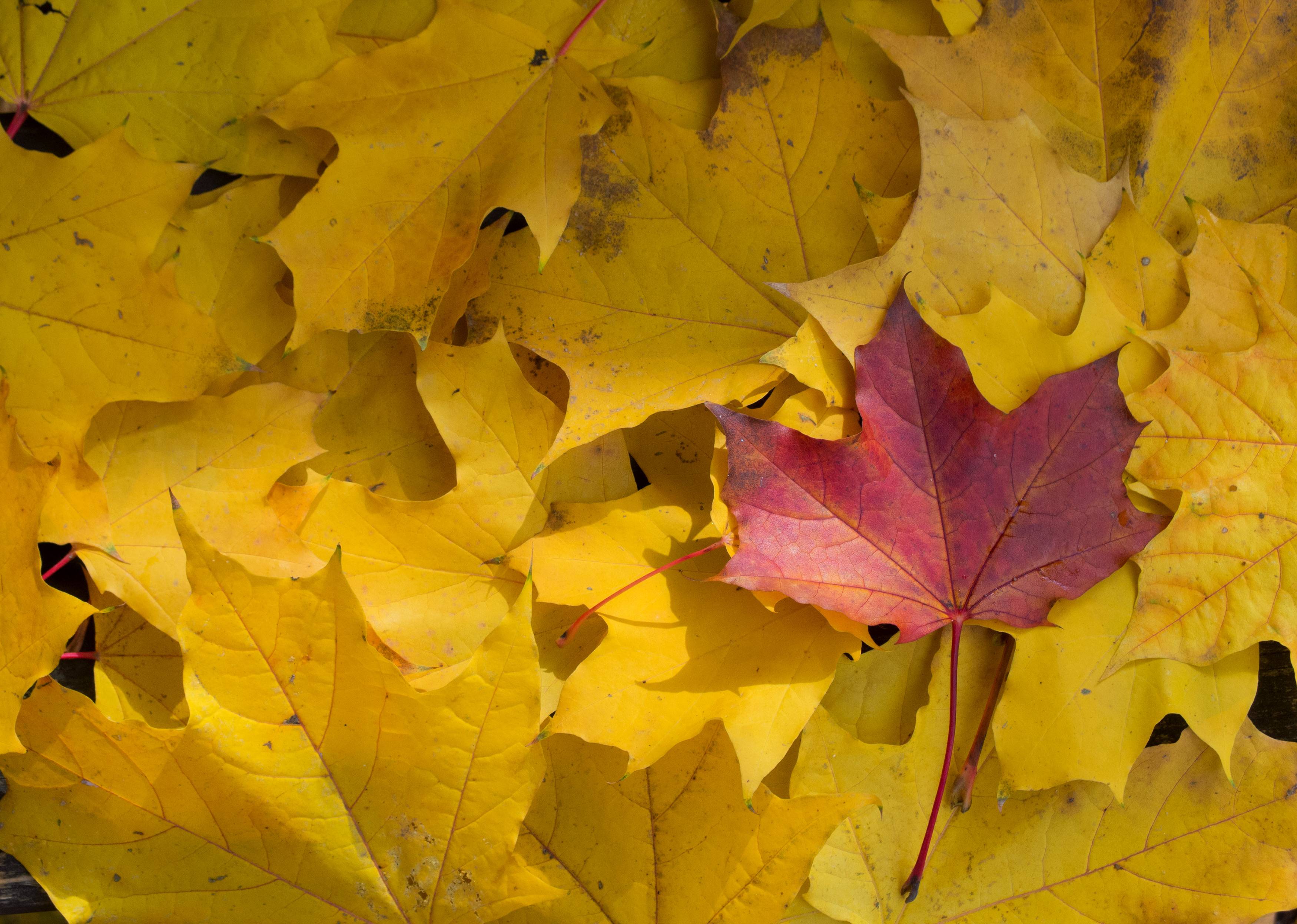 Red Leaf Yellow Logo - FREE IMAGE: Red Leaf Between Yellow Leaves In Fall | Libreshot ...