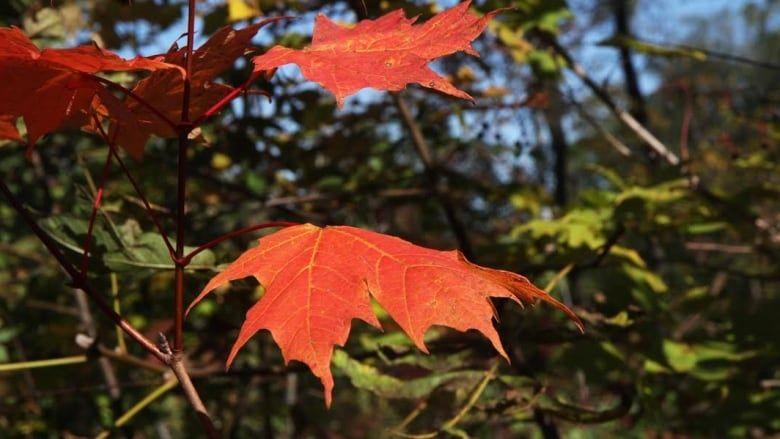 Yellow and Red Leaves Logo - Why do leaves turn red in the fall? The science is up for debate ...