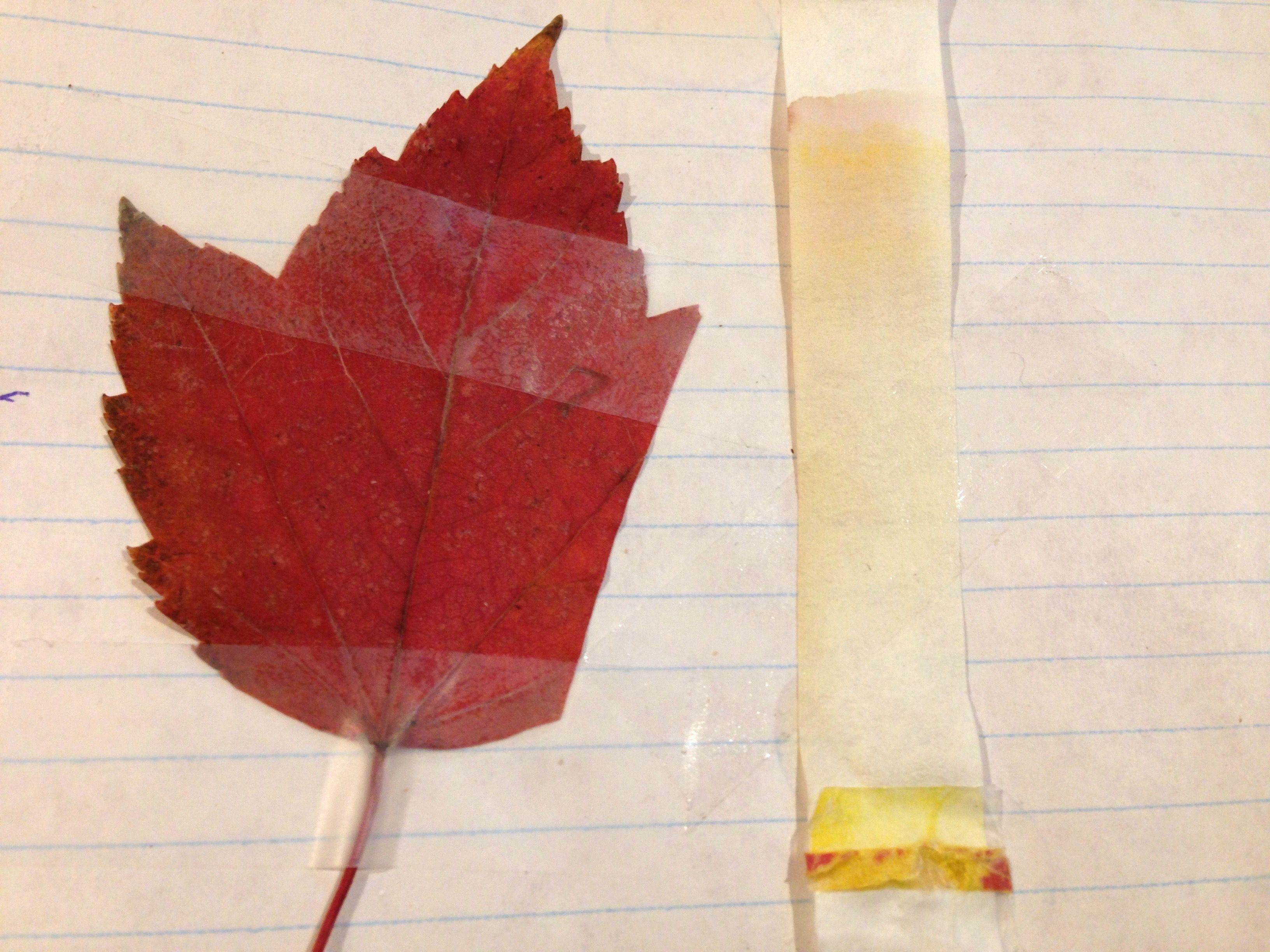 Red Leaf Yellow Logo - Chromatography with leaf colours | ingridscience.ca