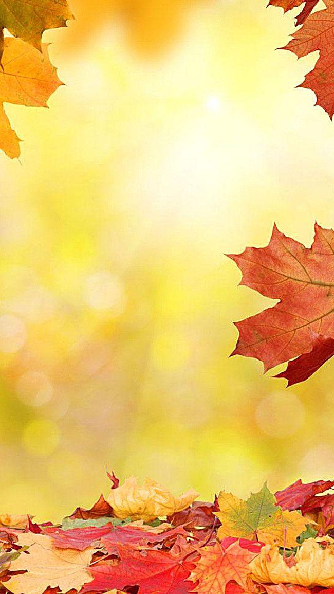 Red Leaf Yellow Logo - Maple Autumn Fall Leaves Background, Leaf, Yellow, Season Background