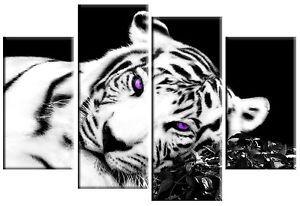 Purple and Black Tiger Logo - WHITE BLACK TIGER CANVAS PURPLE EYES PICTURE SPLIT MULTI PANEL