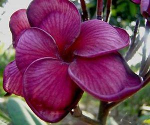 Purple and Black Tiger Logo - 5 Fresh Seeds Frangipani Plumeria Rubra 