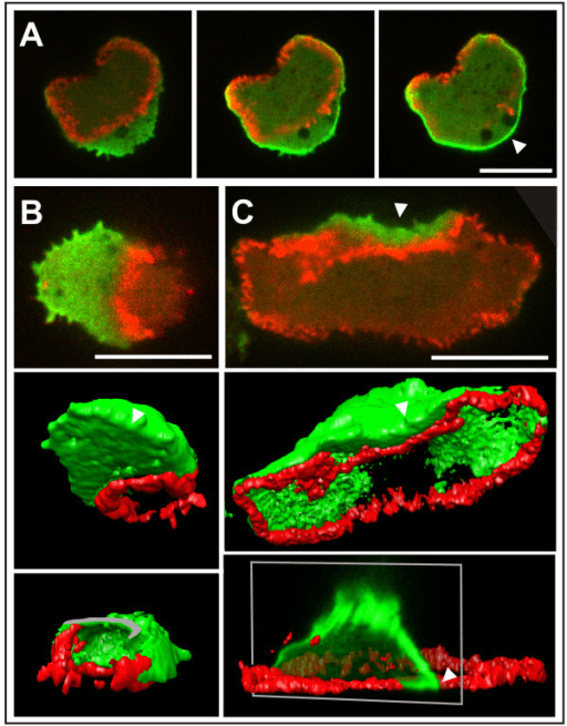 Three Red Waves Logo - Three-dimensional distribution of PTEN (green) in relat | Open-i