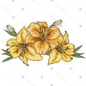 Pink Flower with Yellow Outline Logo - Pink Lily Flower Border Isolated On White Vector | SOIDERGI