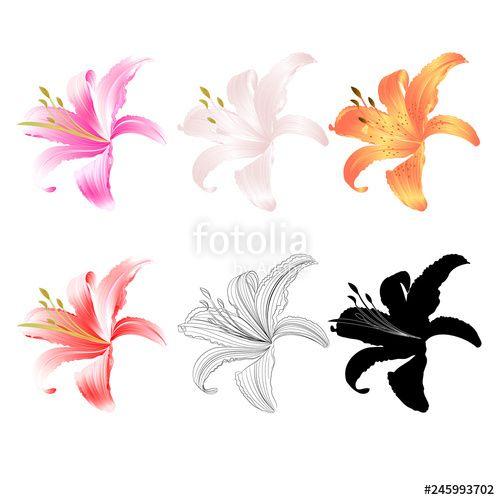 Pink Flower with Yellow Outline Logo - Lily pink white yellow red outline and silhouette Lilium candidum ...