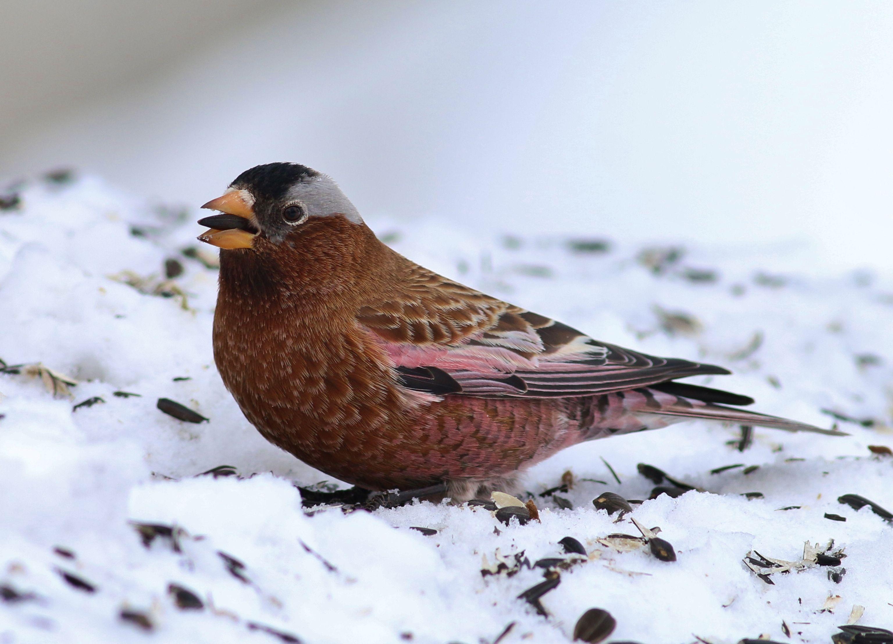 Blue Green Bird Logo - Snow Birds: 10 Birds to Look for in Winter – Cool Green Science