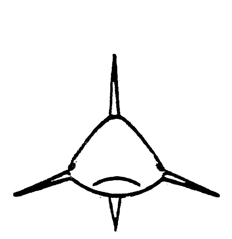 Shark Outline Logo - OUTLINE OR DRAWING OF SHARK by Natal Sharks Board - 706952