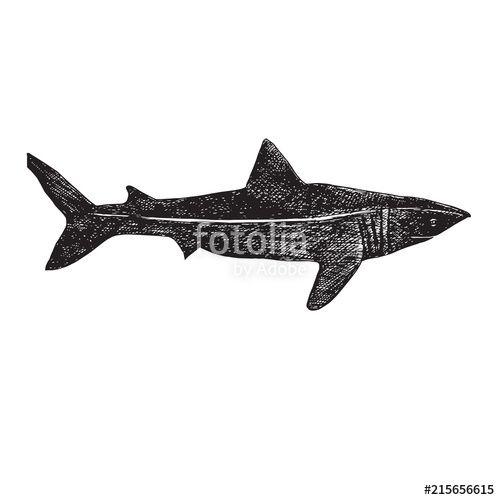 Shark Outline Logo - Whale shark, hand drawn doodle, sketch, vector outline illustration ...