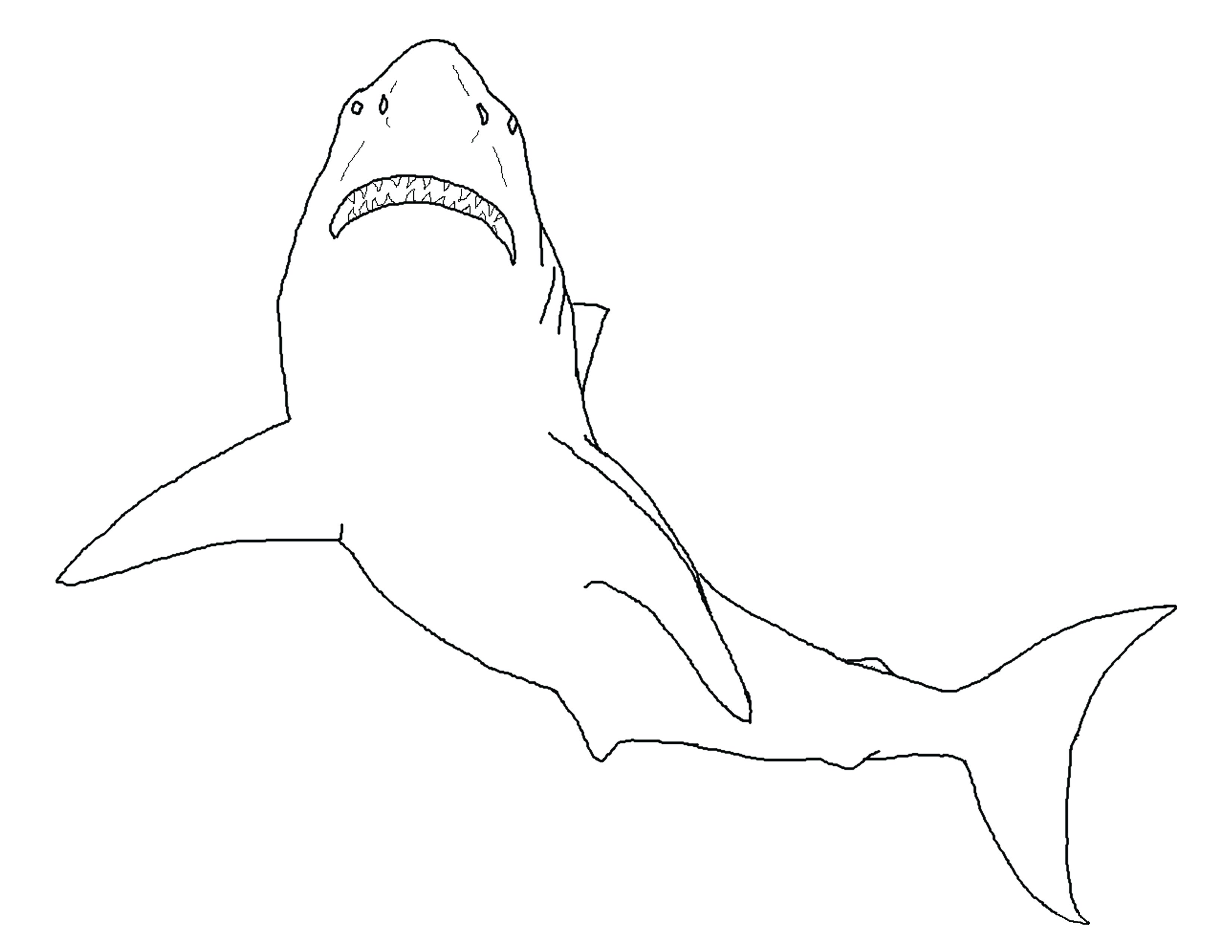 Shark Outline Logo - Shark Outline Template