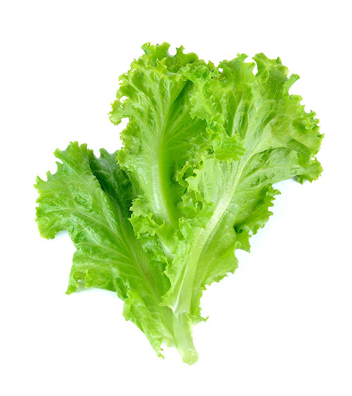 Lettuce Leaf Logo - 16 Best Benefits Of Lettuce For Skin, Hair, And Health