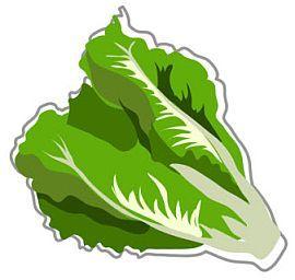 Lettuce Leaf Logo - Lettuce Food Facts | Belly Bytes