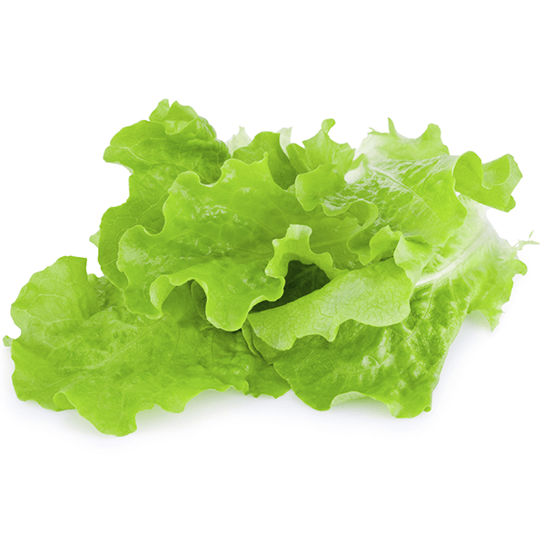 Lettuce Leaf Logo - Green Leaf Lettuce. Produce Market Guide