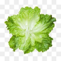 Lettuce Leaf Logo - Lettuce Leaves PNG Images | Vectors and PSD Files | Free Download on ...