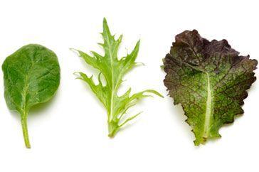 Lettuce Leaf Logo - Guide to salad leaves