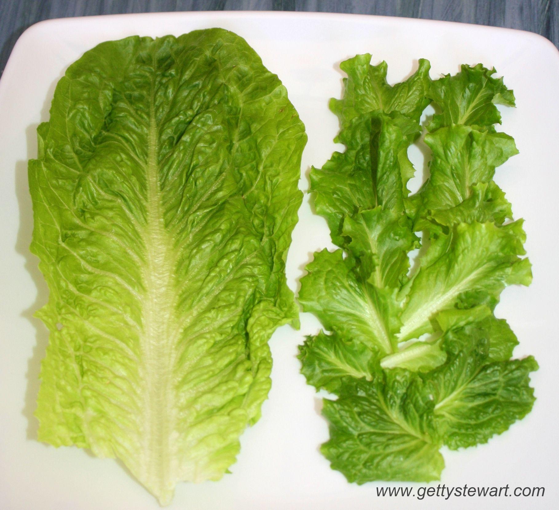 Lettuce Leaf Logo - How to Regrow Romaine Lettuce from the Stem - GettyStewart.com