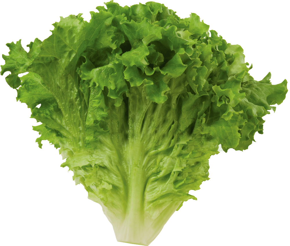 Lettuce Leaf Logo - BOSTON LETTUCE | Tanimura & Antle