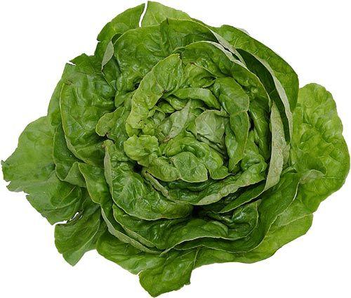Lettuce Leaf Logo - Vegetable: Lettuce, Endive, and Escarole