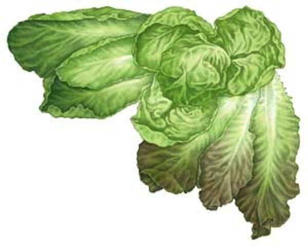Lettuce Leaf Logo - All About Growing Lettuce - Organic Gardening - MOTHER EARTH NEWS